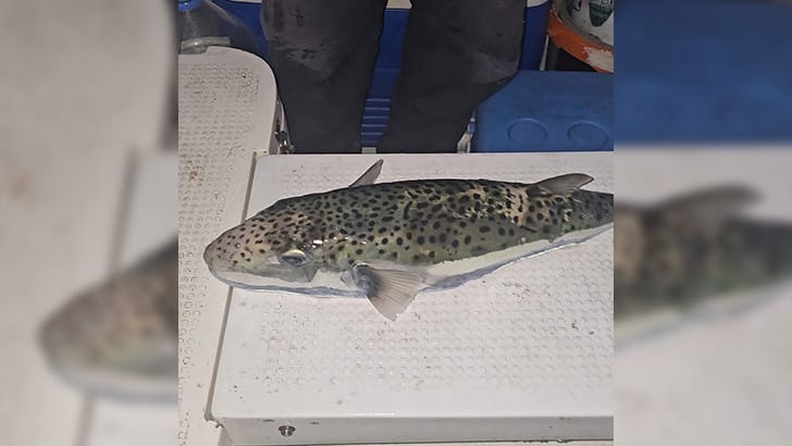 Gemlik Körfezi’nde oltasını denize atan amatör tekne oltacısı Ömer Pişman,