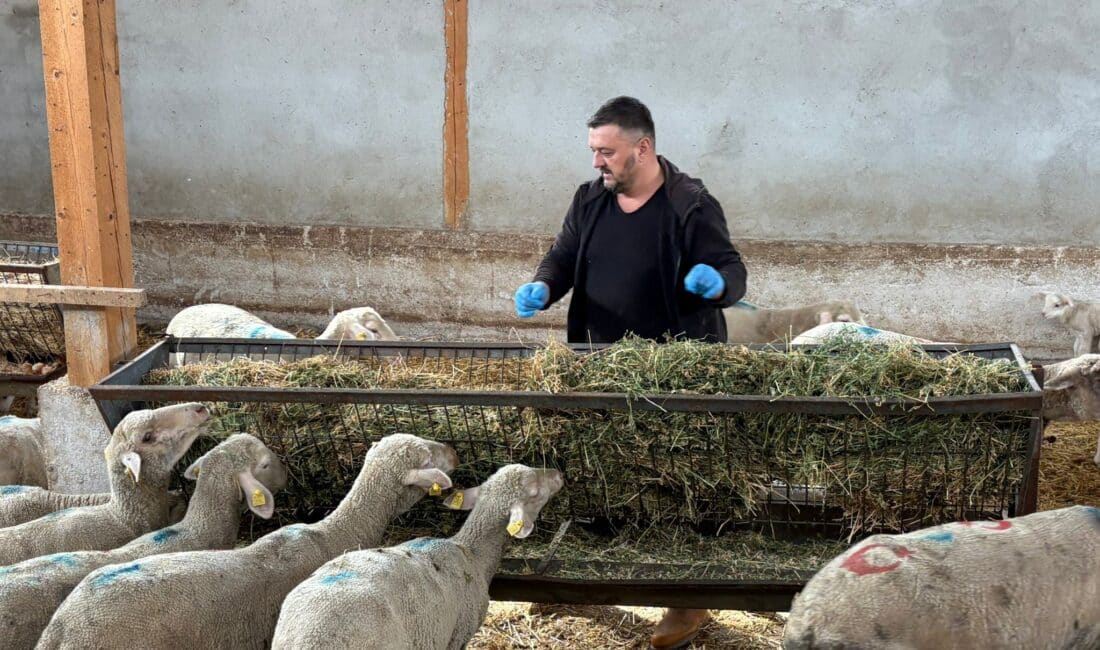 Bursa'nın Yenişehir ilçesinde hayvancılıkta derin yaralar bırakan şap hastalığı sönmeye başlarken, üreticiler yaşadıkları