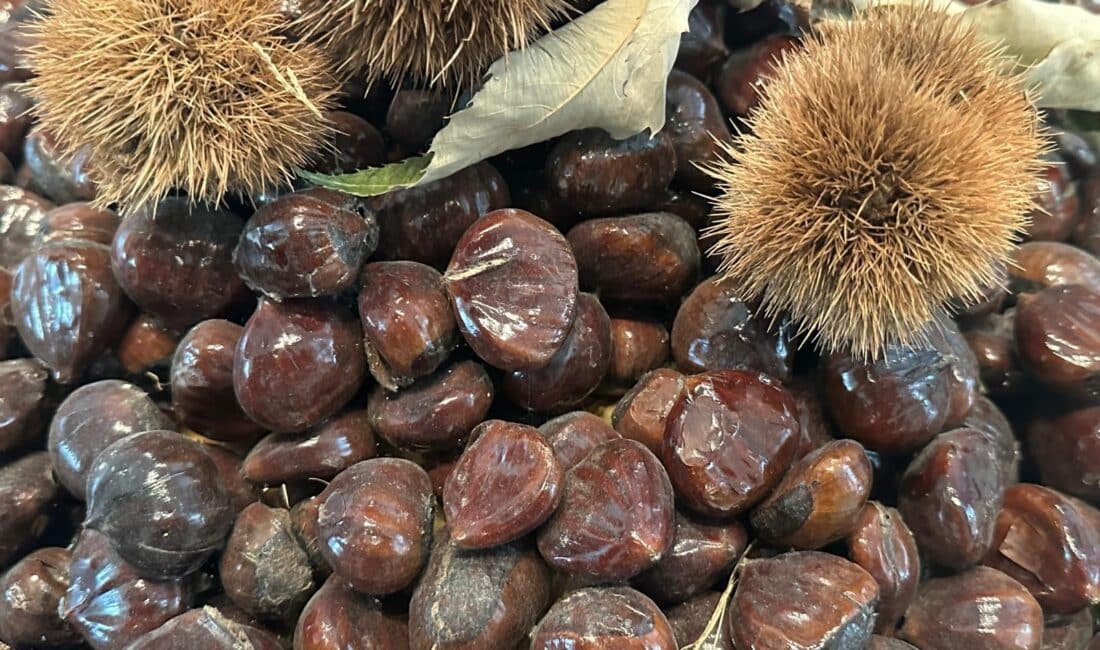 Bursa Büyükşehir Belediyesince düzenlenen Bursa Kestanesinin Geleceği Paneli'nde kestane üretimi, sorunları,