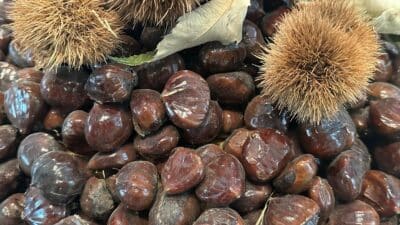 Bursa Büyükşehir Belediyesince düzenlenen Bursa Kestanesinin Geleceği Paneli'nde kestane üretimi, sorunları,