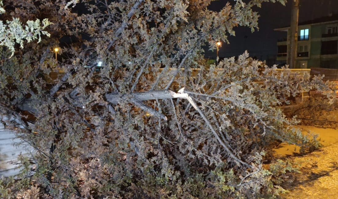 Bursa'nın İnegöl ilçesinde bir inşaat alanında bulunan ağaç, yağış ve