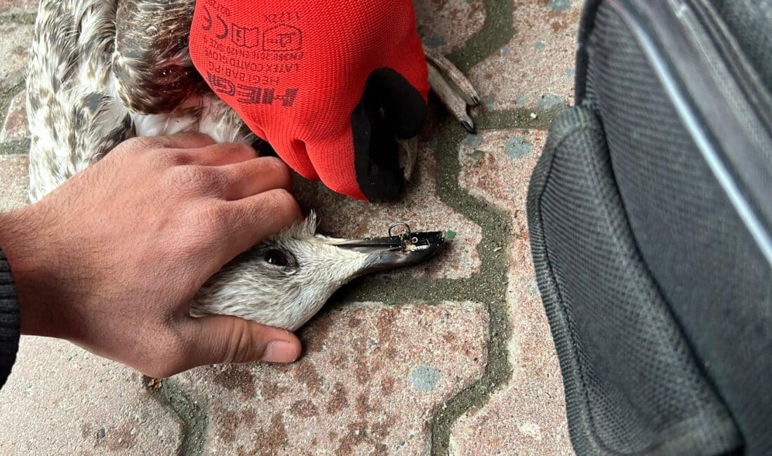 Mudanya’da amatör bir balıkçının oltasına dolanan martı, 911 Arama ve
