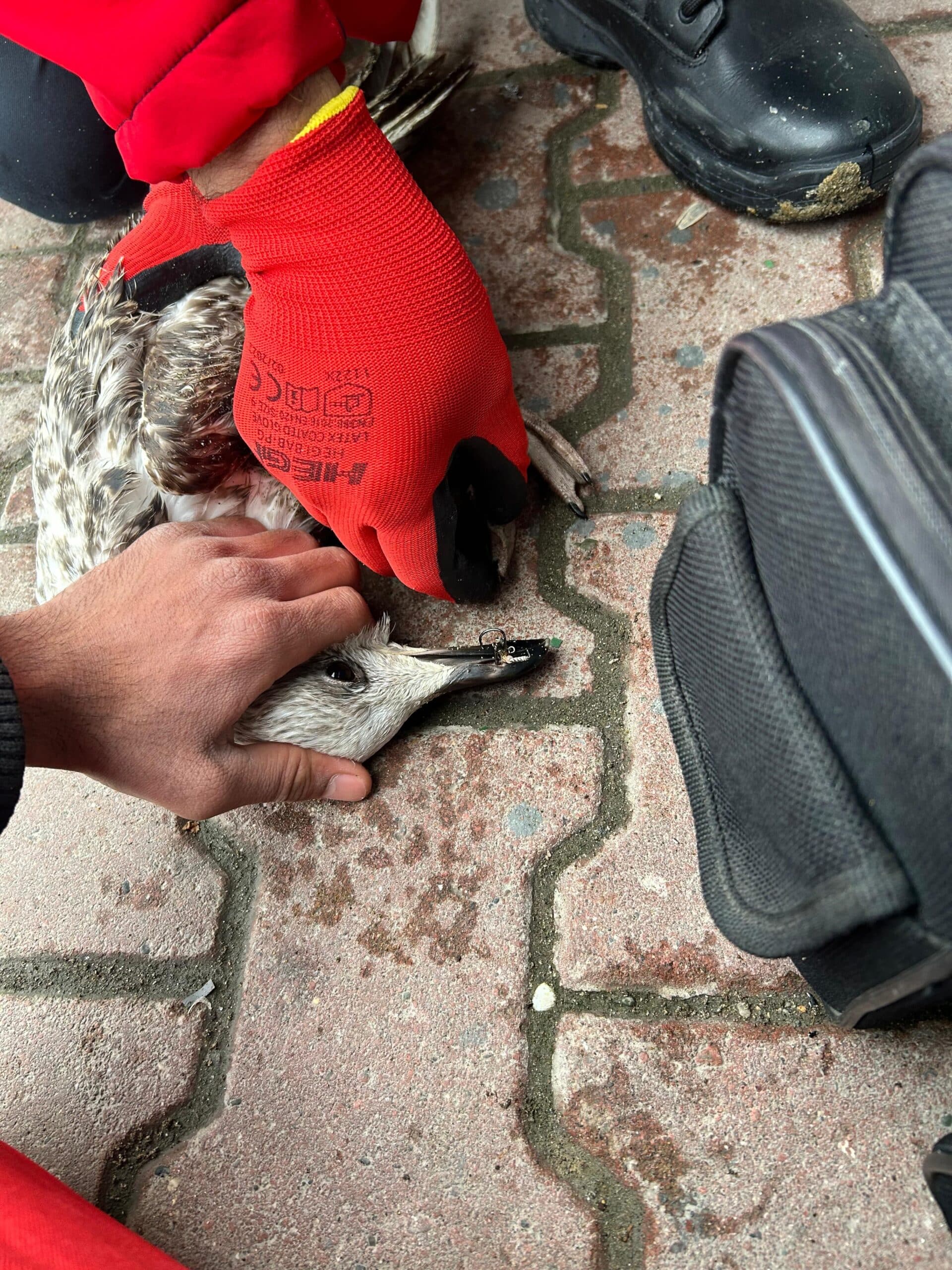 Mudanya’da amatör bir balıkçının oltasına dolanan martı, 911 Arama ve