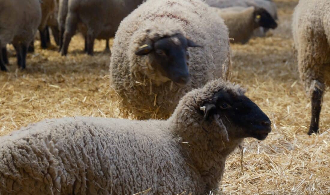 Tarım ve Orman Bakanlığı Tarım Araşırmalar ve Politikalar Genel Müdürlüğü
