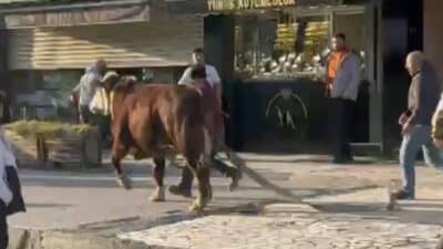 Bursa'nın Yıldırım ilçesinde bir çiftlikten kaçan boğa, Ankara Yolu üzerinde