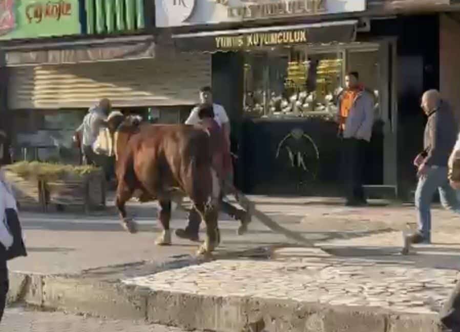 Bursa'nın Yıldırım ilçesinde bir çiftlikten kaçan boğa, Ankara Yolu üzerinde