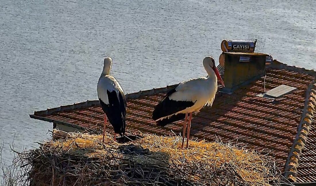 Bursa'nın Karacabey ilçesine bağlı Eskikarağaç Mahallesi'nde (Leylek köyü), beklenen buluşma