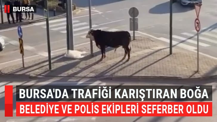 Bursa'nın Yıldırım ilçesinde bir çiftlikten