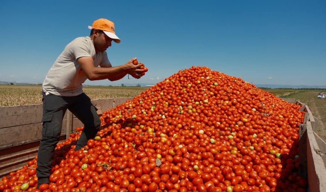 Salçalık domates üretiminde önde gelen merkezlerden olan Bursa'nın Karacabey ilçesinde