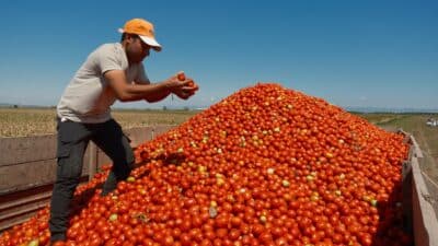 Salçalık domates üretiminde önde gelen merkezlerden olan Bursa'nın Karacabey ilçesinde
