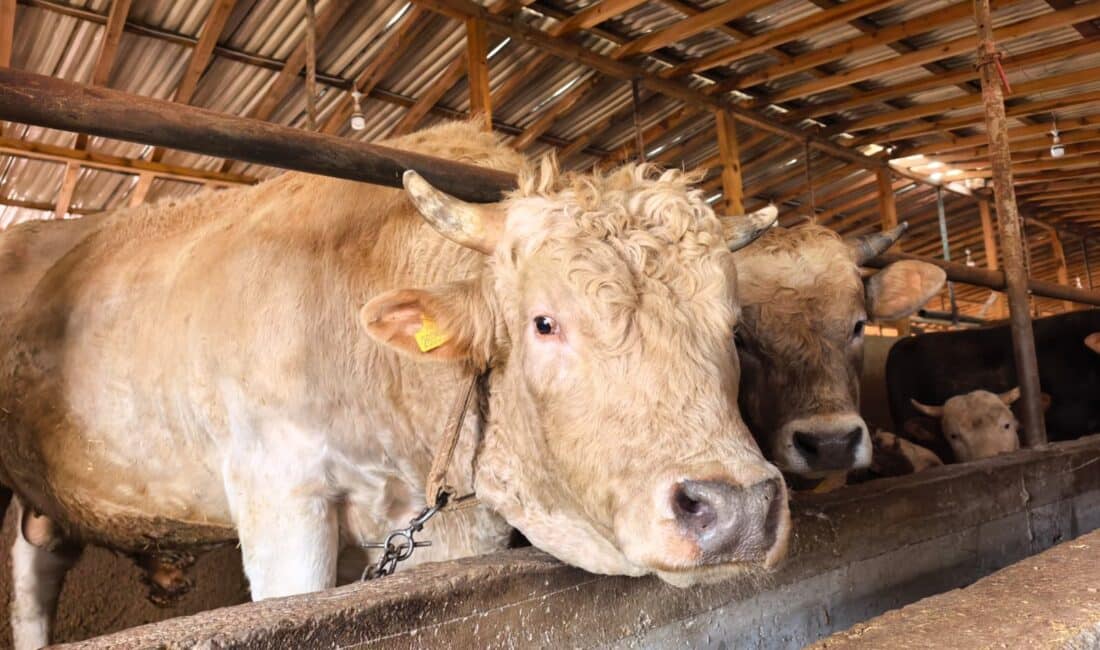 Bursa'da kurbanlık hayvan satışı yapılan çiftlikteki 1 ton 100 kilo