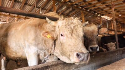 Bursa'da kurbanlık hayvan satışı yapılan çiftlikteki 1 ton 100 kilo