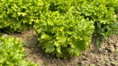 Türkiye'nin önemli sebze üretim merkezlerinden Bursa'da, kıvırcık marul fiyatlarının tarlada