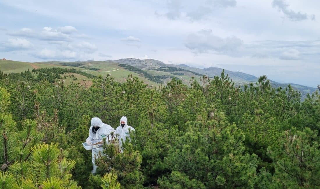 Bursa Orman Bölge Müdürlüğü, çam ormanlarına büyük zarar veren çamkese