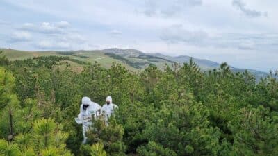 Bursa Orman Bölge Müdürlüğü, çam ormanlarına büyük zarar veren çamkese