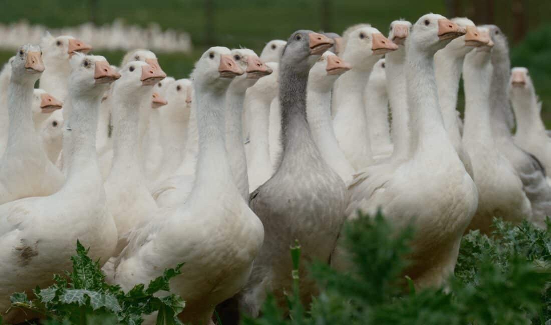 Tarım ve Orman Bakanlığı Tarım Araştırmaları ve Politikalar Genel Müdürlüğü