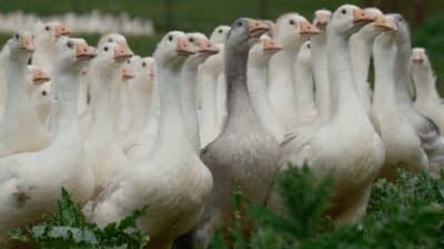 Tarım ve Orman Bakanlığı Tarım Araştırmaları ve Politikalar Genel Müdürlüğü