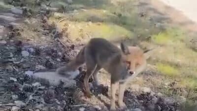 Bursa’da aç kalan tilkiler, yiyecek bulmak için insanların yayına kadar