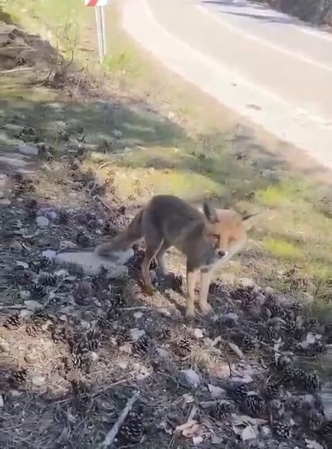 Bursa’da aç kalan tilkiler, yiyecek bulmak için insanların yayına kadar