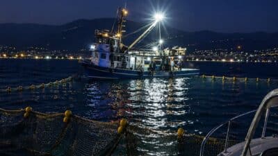 Gemlik Körfezi içerisinde ve özellikle sahil önlerinde, su üstünde yüzer