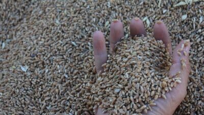 Uluslararası Hububat Konseyi (IGC), dünya hububat üretiminin 2025/2026 döneminde tarihin