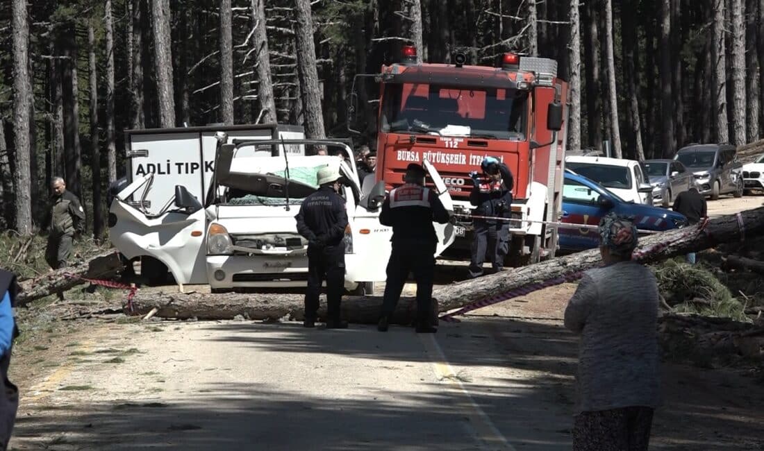 Bursa Uludağ'da ormanda kesilen çam ağacının seyir halindeki kamyonetin üzerine