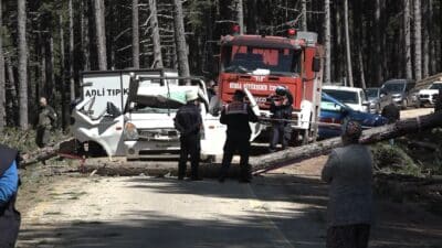Bursa Uludağ'da ormanda kesilen çam ağacının seyir halindeki kamyonetin üzerine