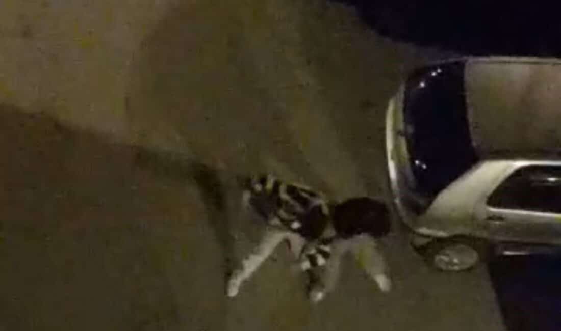 Bursa’da yabancı uyruklu iki şahsın sokak ortasında dakikalarca süren kavgası,