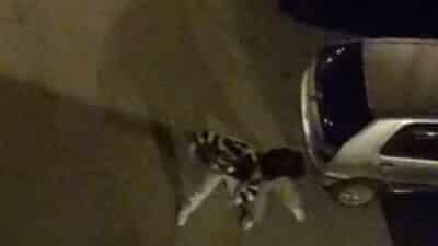 Bursa’da yabancı uyruklu iki şahsın sokak ortasında dakikalarca süren kavgası,