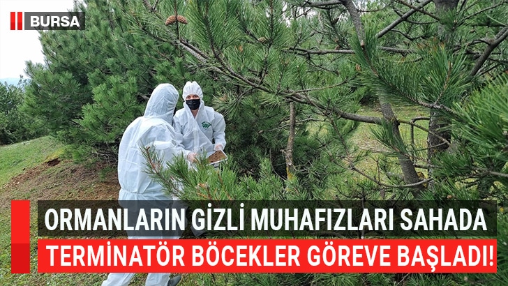 Bursa Orman Bölge Müdürlüğü, çam