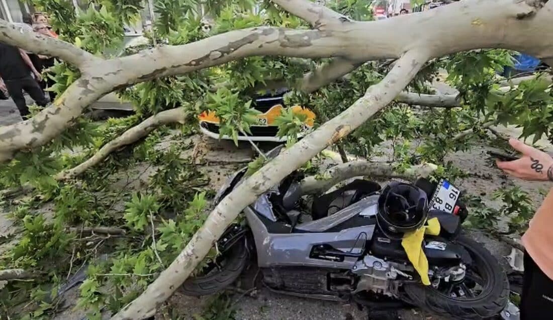 Bursa’nın Karacabey ilçesinde yol kenarındaki dev bir ağaç, seyir halindeki