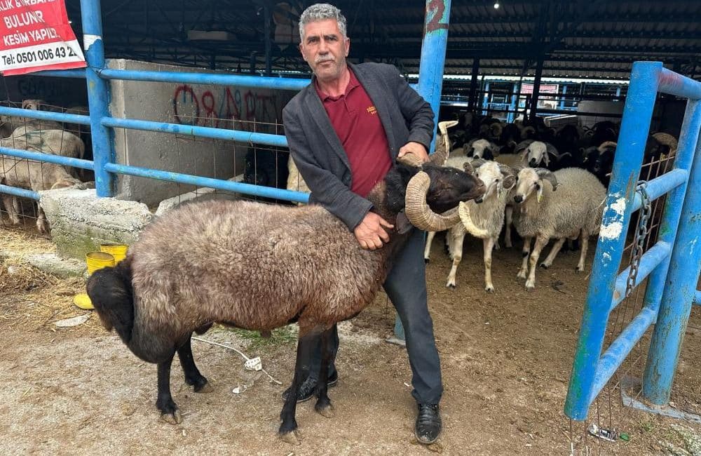 Bursa'nın Yıldırım ilçesinde kurulan İsabey Kurban Pazarı'nda, Kurban Bayramı öncesi