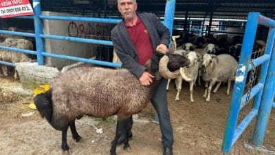 Bursa'nın Yıldırım ilçesinde kurulan İsabey Kurban Pazarı'nda, Kurban Bayramı öncesi